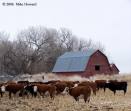 barnyard_blues